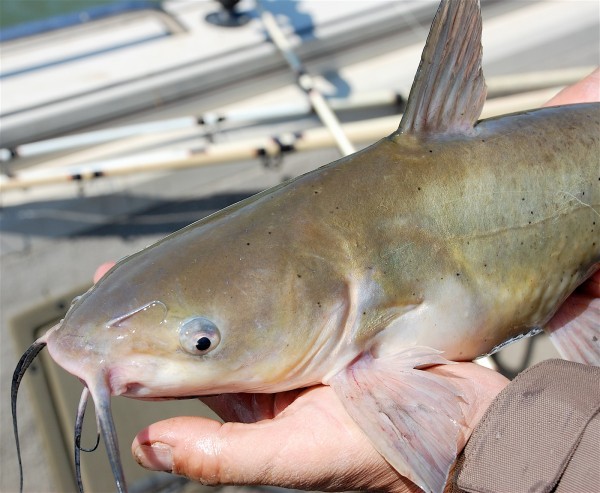 ChannelCatfish.jpg
